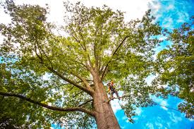 Best Tree Risk Assessment  in , KY