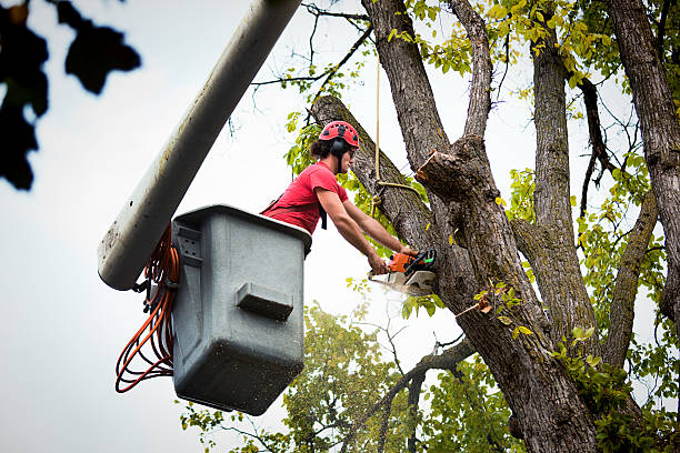 Best Fruit Tree Pruning  in , KY